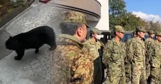 জাপানে নতুন আতঙ্কের নাম ভাল্লুক; প্রাণহানি ঠেকাতে সেনাবাহিনী